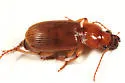 Harpalus erraticus - photo 4