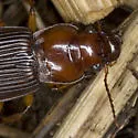 Harpalus erraticus - photo 5