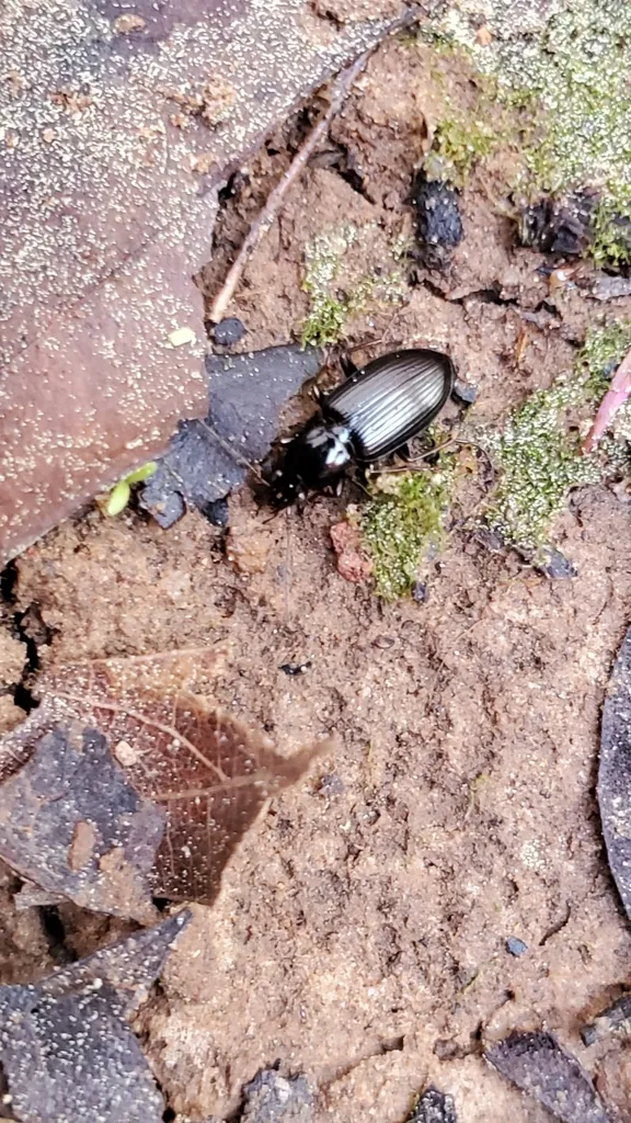 Harpalus erythropus - photo 2