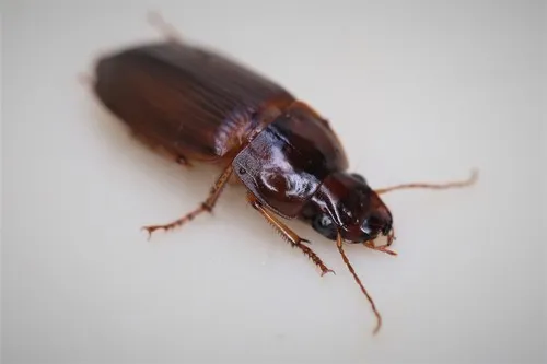 Harpalus faunus - Harpalus faunus