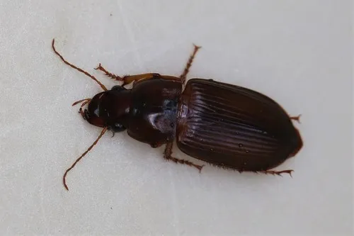 Harpalus faunus - photo 2