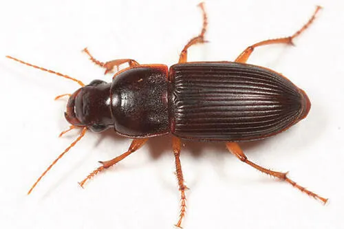 Harpalus faunus - photo 3