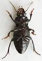 Harpalus fraternus - Harpalus fraternus