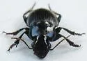 Harpalus fraternus - photo 2
