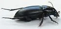 Harpalus fraternus - photo 3