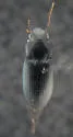 Harpalus fraternus - photo 4