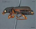 Harpalus fulvilabris - photo 2