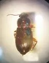 Harpalus fulvilabris - photo 3