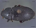 Harpalus fuscipalpis - Harpalus fuscipalpis