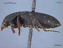 Harpalus fuscipalpis - photo 2
