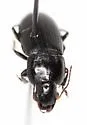 Harpalus fuscipalpis - photo 3