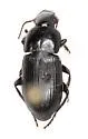 Harpalus fuscipalpis - photo 4