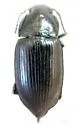 Harpalus fuscipalpis - photo 5