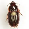 Harpalus gravis - Harpalus gravis