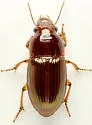 Harpalus gravis - photo 2