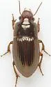 Harpalus gravis - photo 3