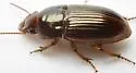 Harpalus gravis - photo 4