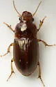 Harpalus gravis - photo 5