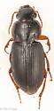 Harpalus herbivagus - photo 2