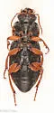 Harpalus herbivagus - photo 3