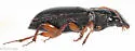 Harpalus herbivagus - photo 4