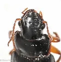Harpalus herbivagus - photo 5