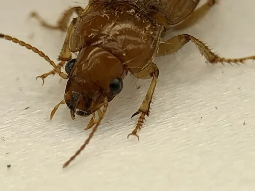 Harpalus indianus - photo 2