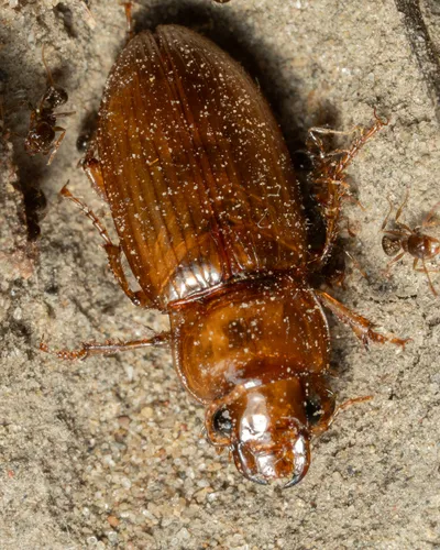 Harpalus indianus - photo 3