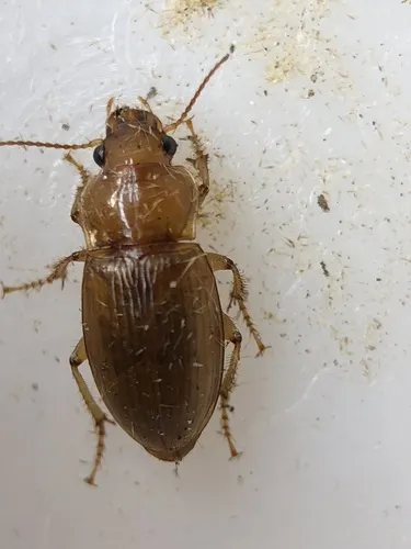 Harpalus indianus - photo 4