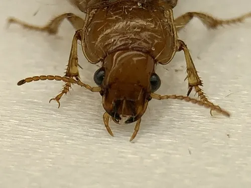 Harpalus indianus - photo 5