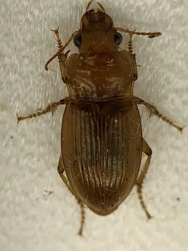 Harpalus indianus - photo 6