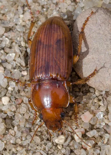 Harpalus indianus - photo 7