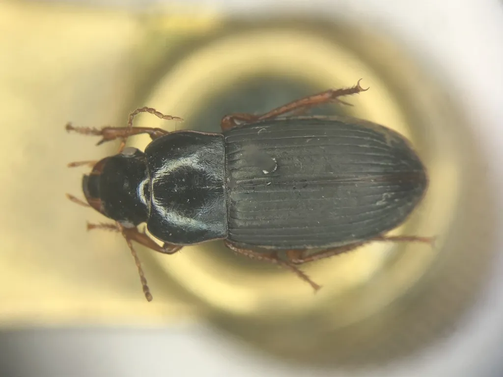 Harpalus indigens - photo 2