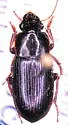 Harpalus innocuus