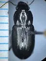 Harpalus innocuus - photo 2