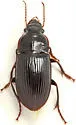 Harpalus katiae - Harpalus katiae