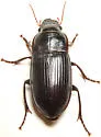 Harpalus katiae - photo 2