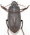 Harpalus katiae - photo 3