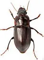 Harpalus katiae - photo 4