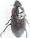 Harpalus katiae - photo 5