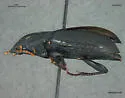 Harpalus laticeps - photo 2