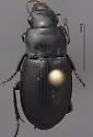 Harpalus laticeps - photo 3