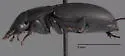 Harpalus laticeps - photo 4