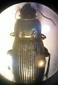 Harpalus laticeps - photo 5