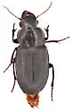 Harpalus lewisii