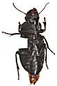 Harpalus lewisii - photo 2