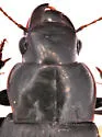 Harpalus lewisii - photo 3