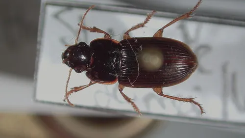 Harpalus megacephalus 0 - photo 2