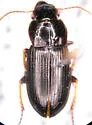 Harpalus nigritarsis