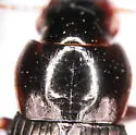 Harpalus nigritarsis - photo 2